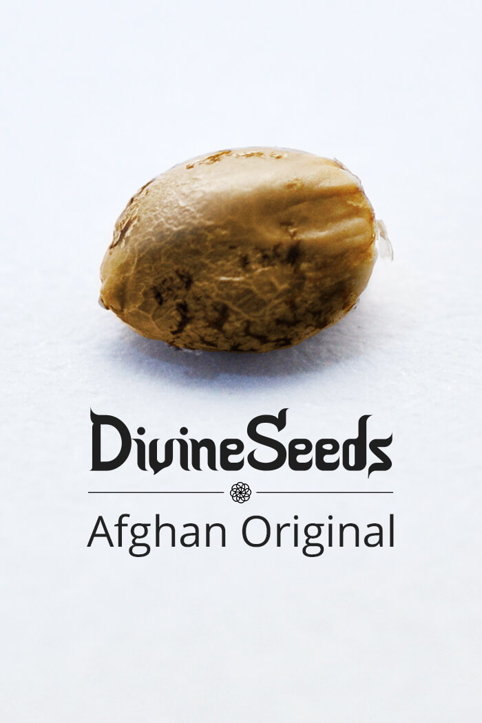 Cannabis Seeds Afghan Original Feminised strain by Divine Seeds