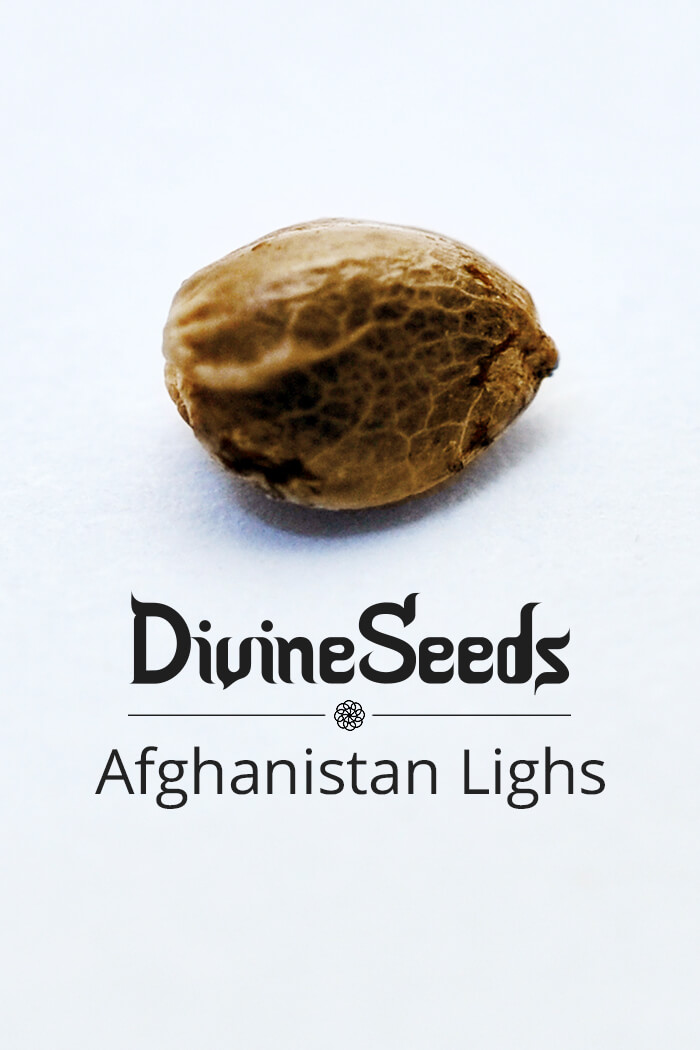 Cannabis seeds Afghanistan Lighs by Divine Seeds