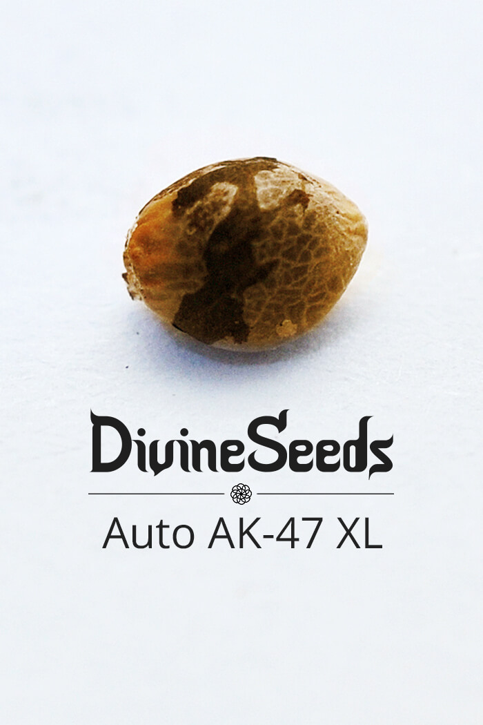 Cannabis Seeds strain Auto AK-47 XL by Divine Seeds