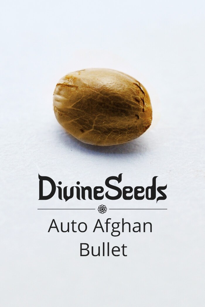 Cannabis seeds strain Auto Afghan Bullet by Divine Seeds