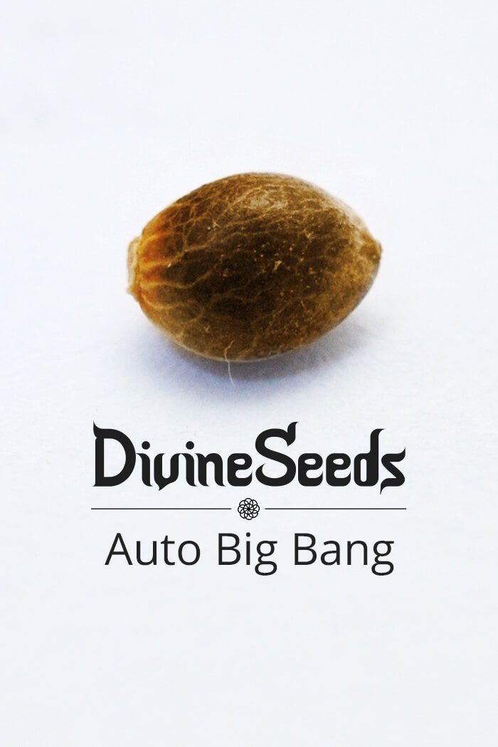 Strain Auto Big Bang cannabis seeds by Divine Seeds