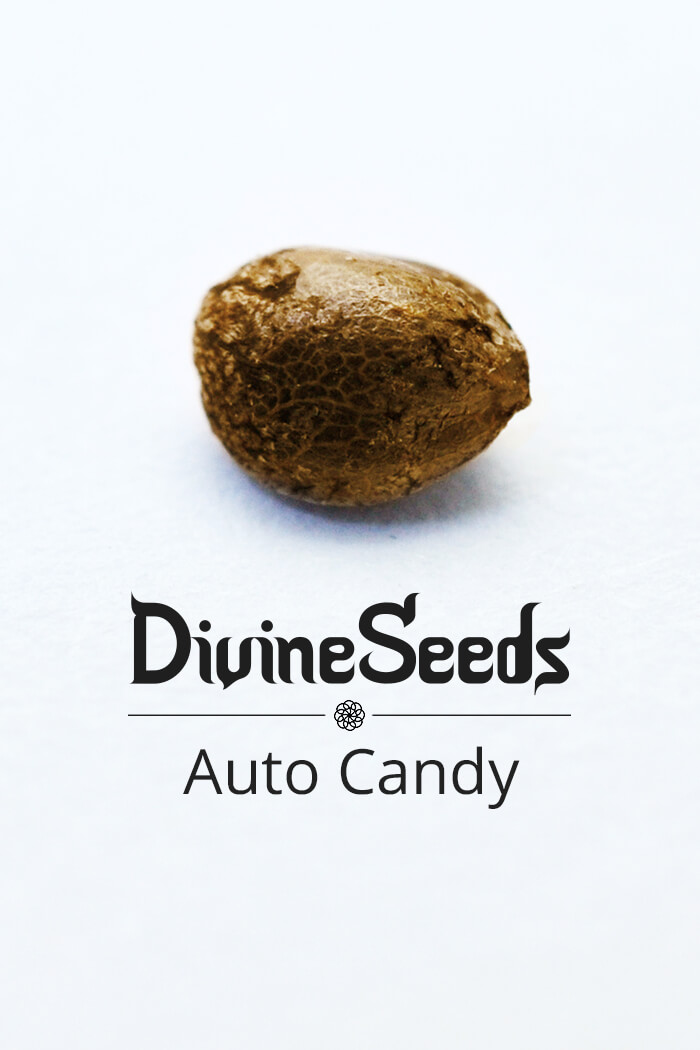 Strain Auto Candy cannabis seeds by Divine Seeds