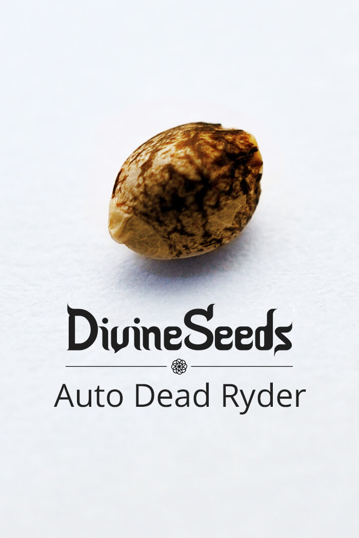 Strain Auto Deadryder Cannabis seeds by Divine Seeds