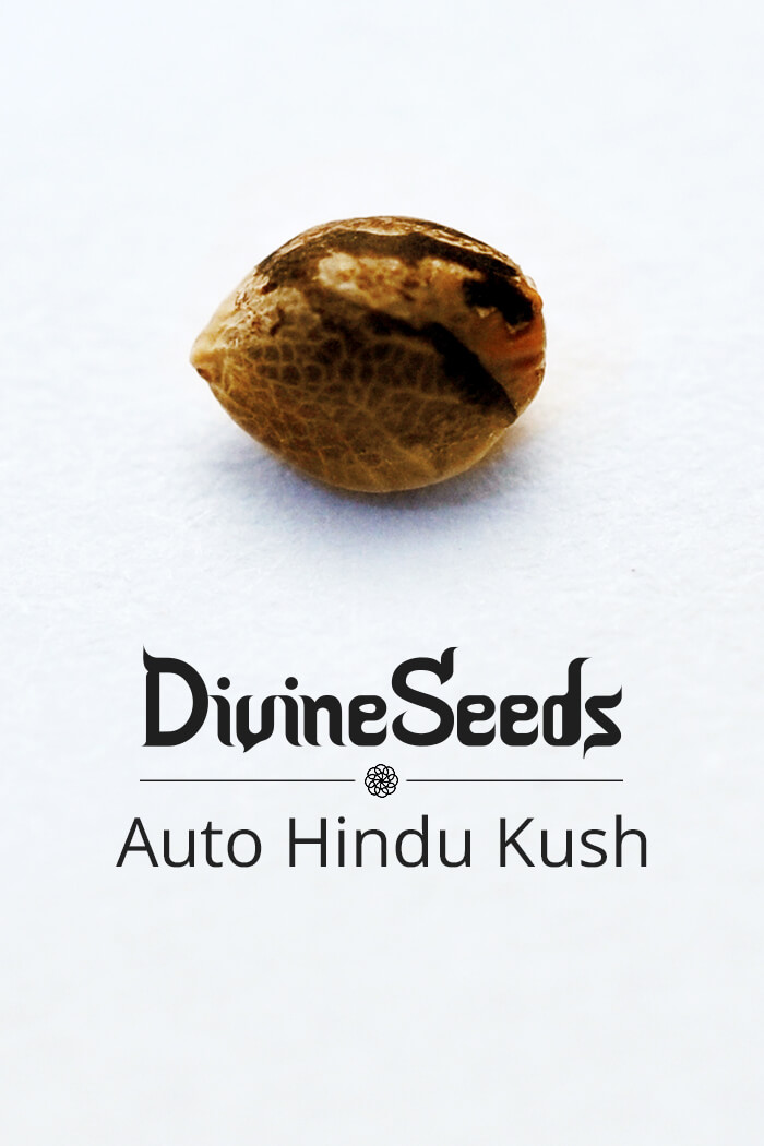 Cannabis seeds Auto Hindu Kush by Divine Seeds