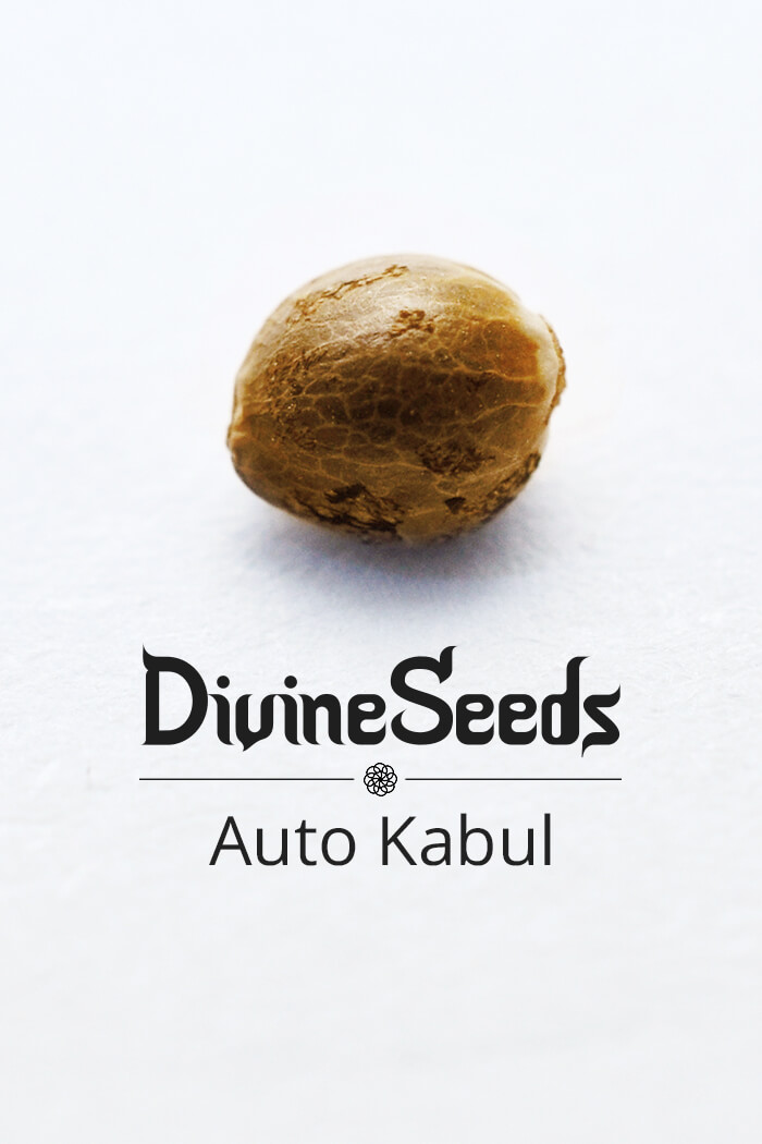 Strain Auto Kabul cannabis seeds by Divine Seeds