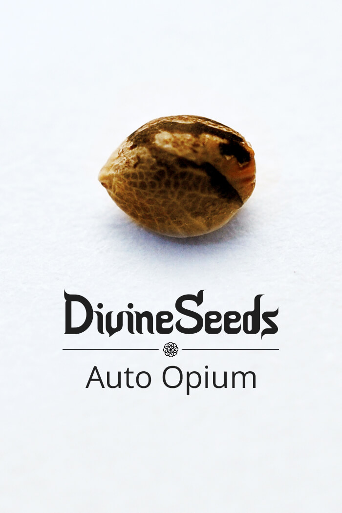 Strain Auto Opium Cannabis Seeds by Divine Seeds