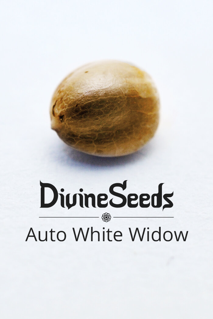 Auto White Widow Strain Cannabis Seeds by Divine Seeds