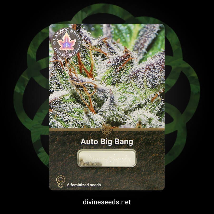 Auto Big Bang original pack