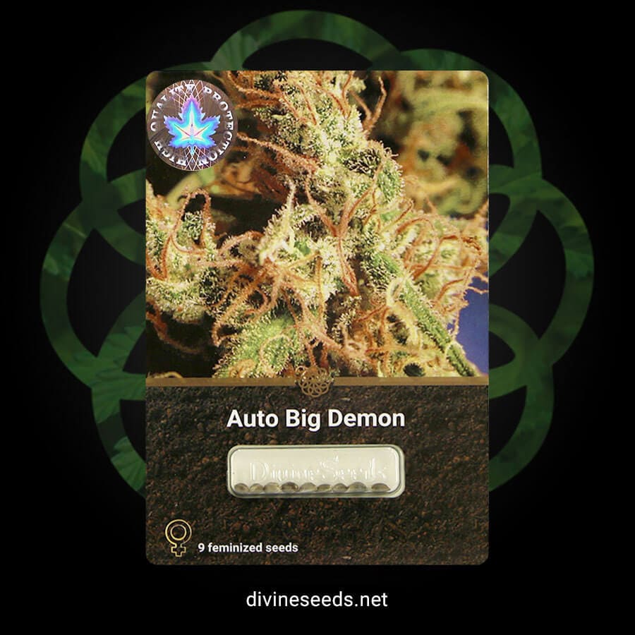 Divine Seeds Auto Big Demon original package