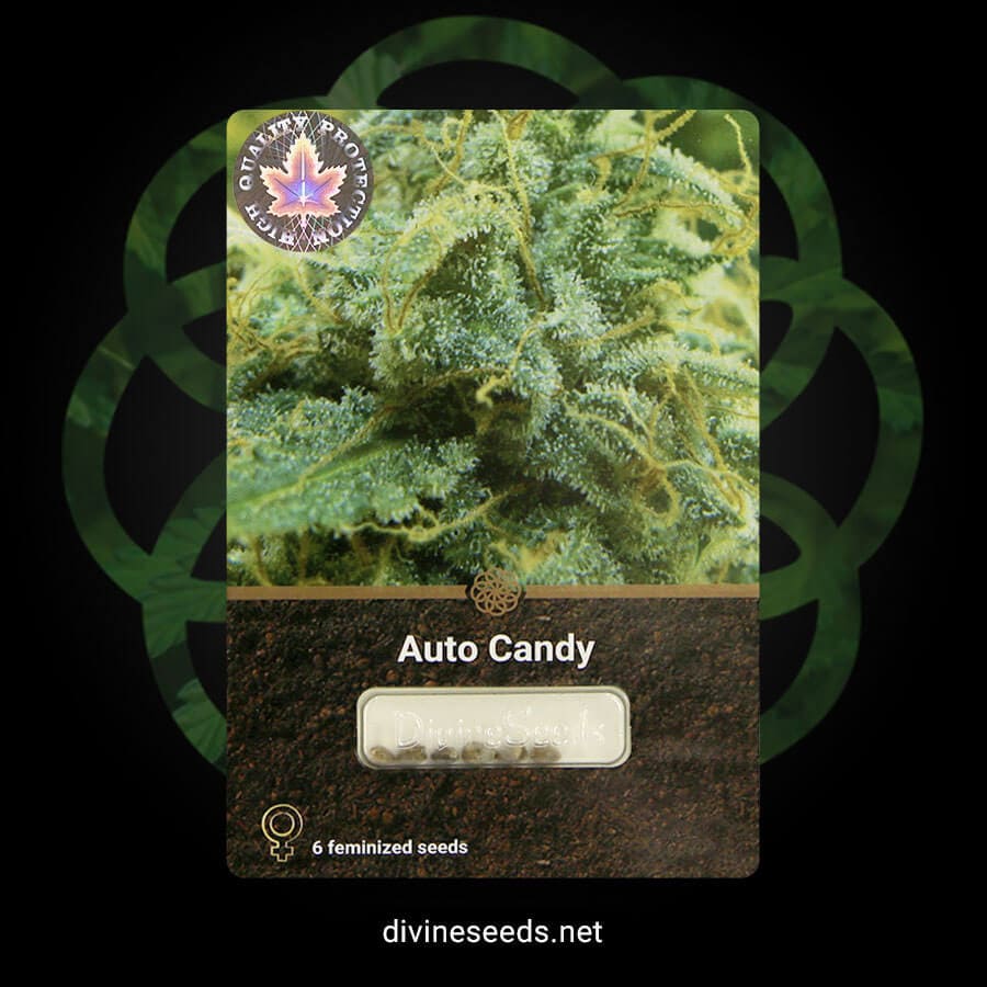 Auto Candy original Divine Seeds pack