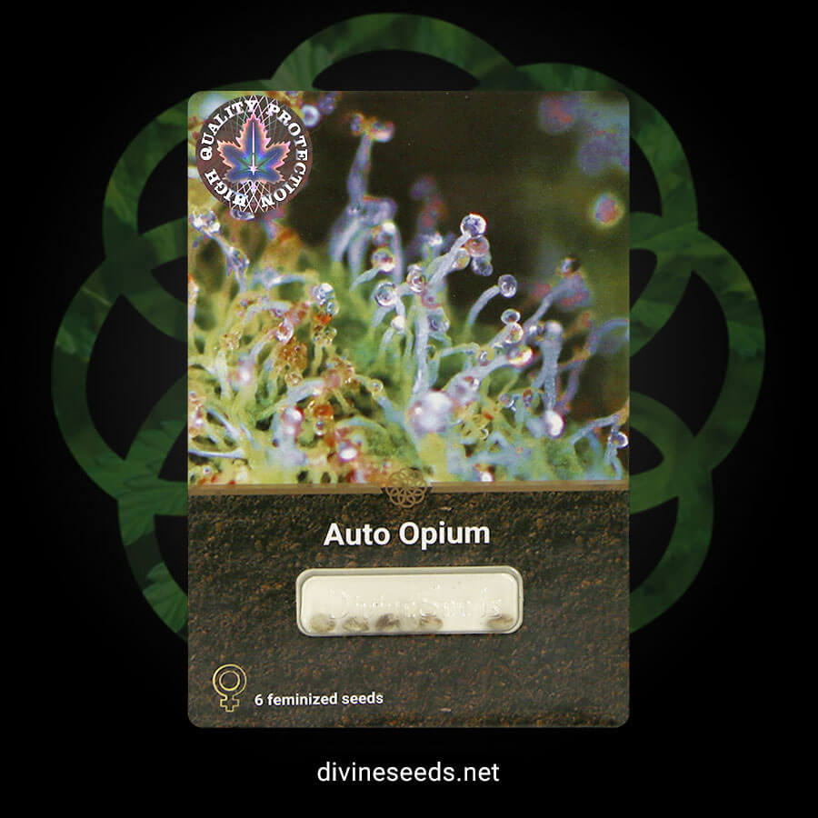 Auto Opium original pack by Divine Seeds