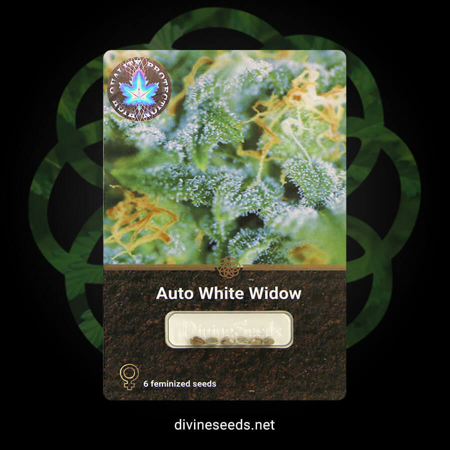 Auto White Widow original package by Divine Seeds