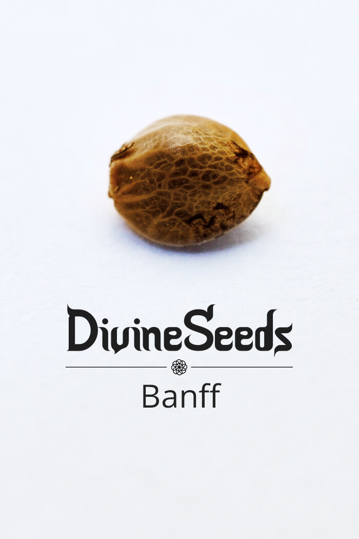 Cannabis seeds Banff strain by Divine Seeds