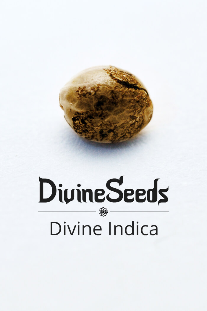 Cannabis Seeds Divine Indica Feminised by Divine Seeds