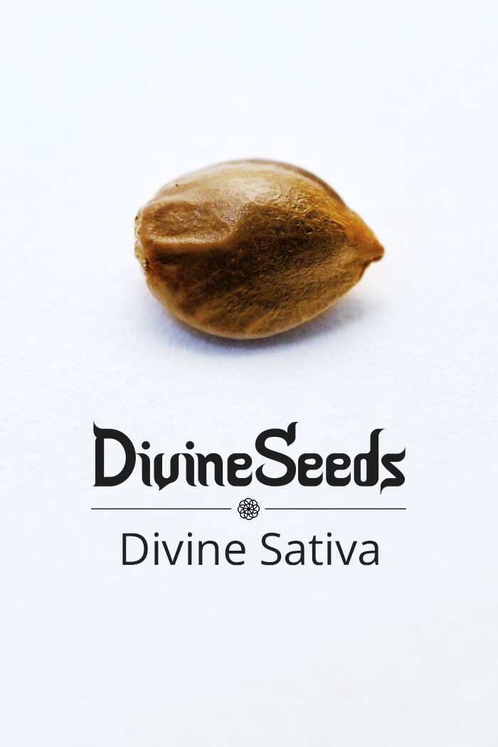 Cannabis seeds Divine Sativa Feminised strain by Divine Seeds