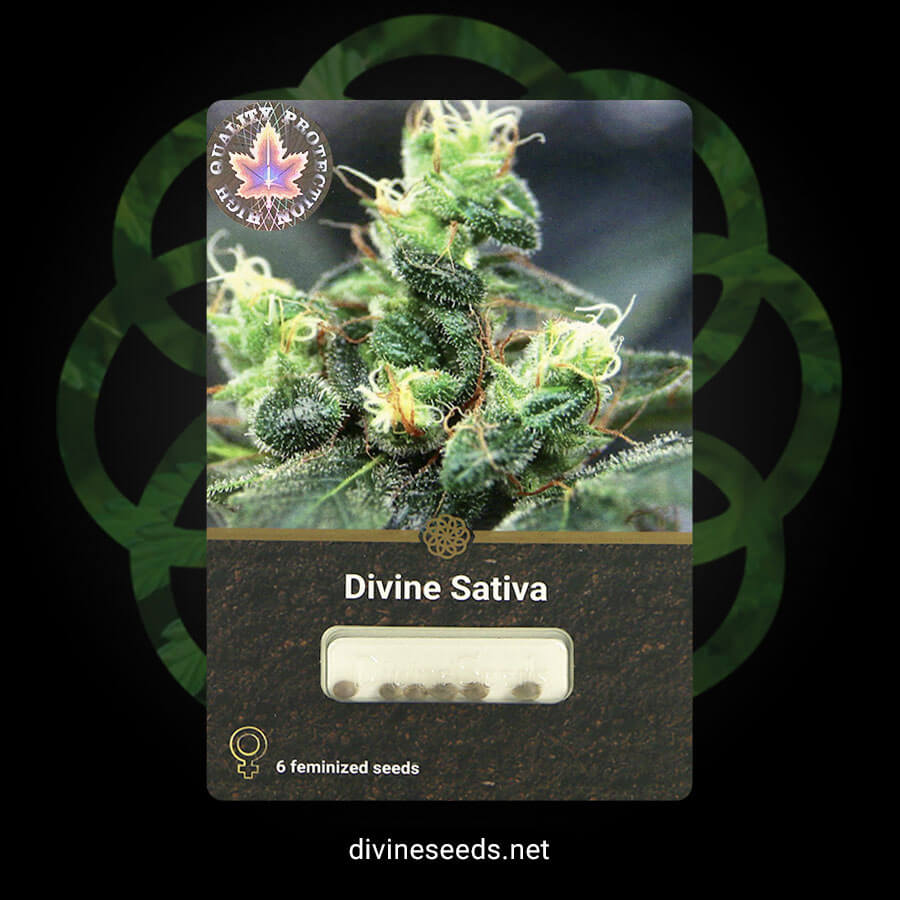 Divine Sativa original package by Divine Seeds