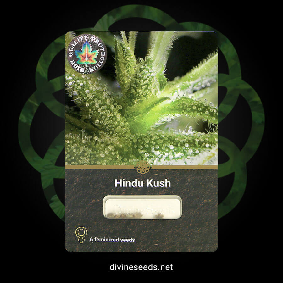 Divine Seeds Hindu Kush original pack