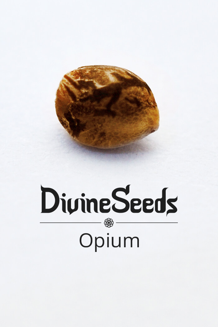 Cannabis seeds Opium strain by Divine Seeds