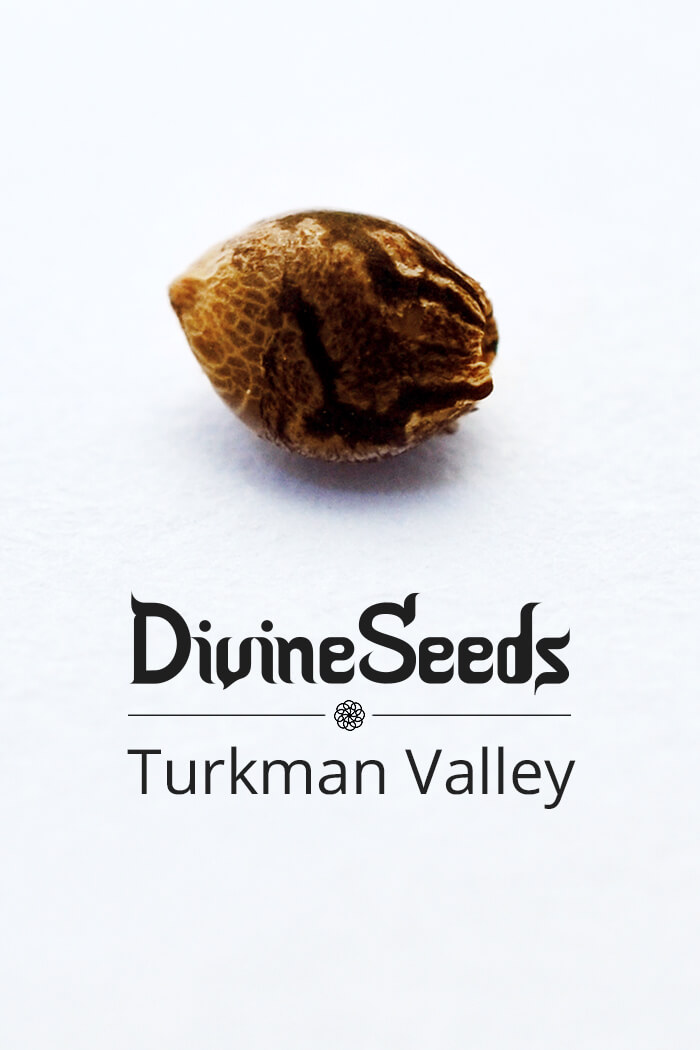 Cannabis seeds Turkman Valley