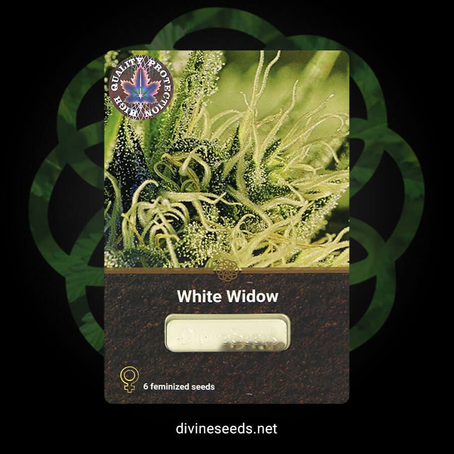 White Widow Feminised original package by Divine Seeds