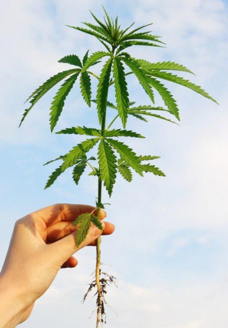 Cannabis Plants Structure