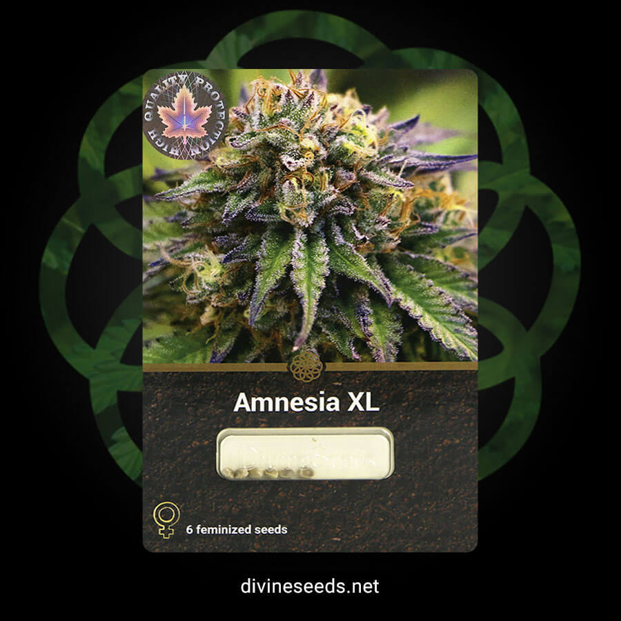 Amnesia XL original package by Divine Seeds