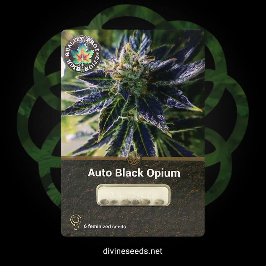 Auto Black Opium original package by Divine Seeds