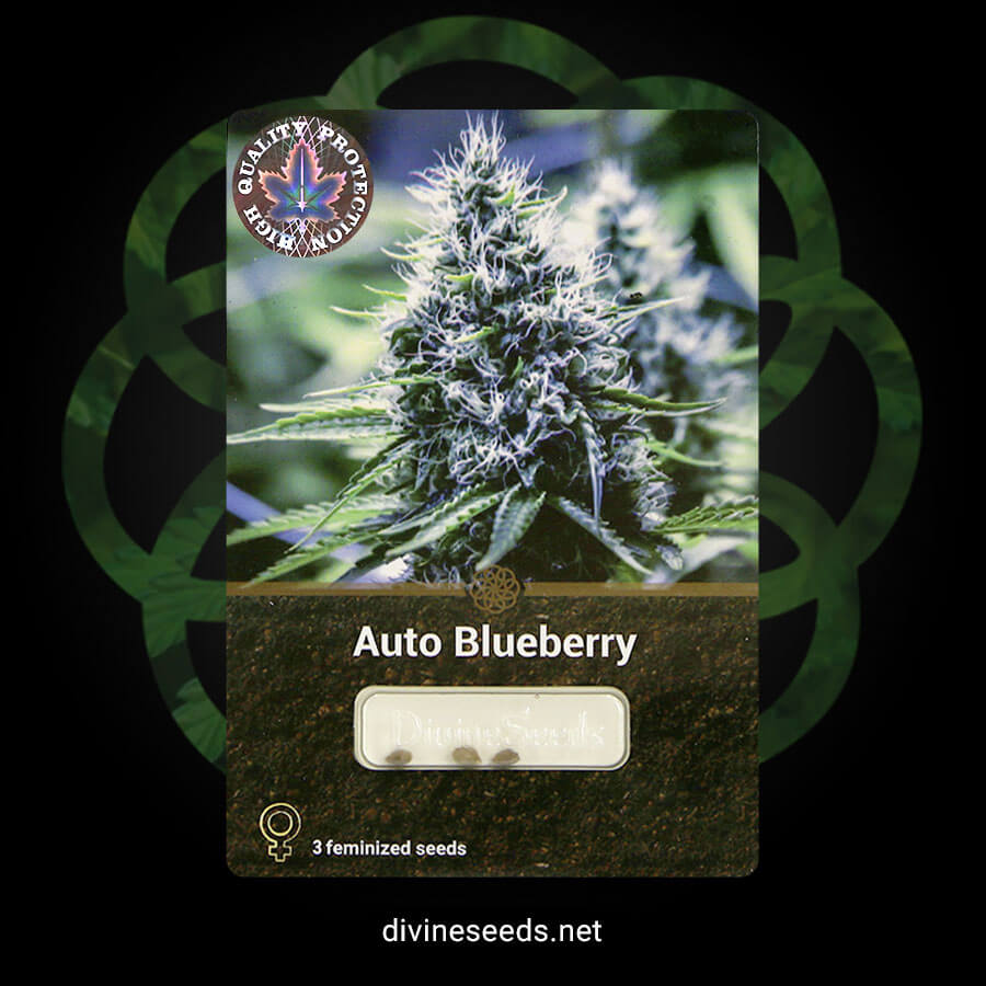 Auto Blueberry original package Divine Seeds