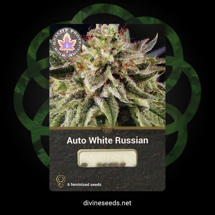 Strain Auto White Russian original package