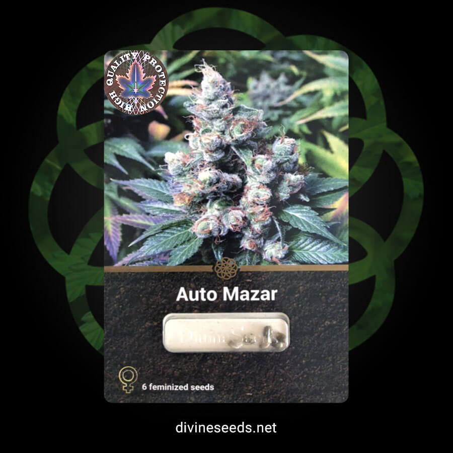 Divine Seeds Auto Mazar original package