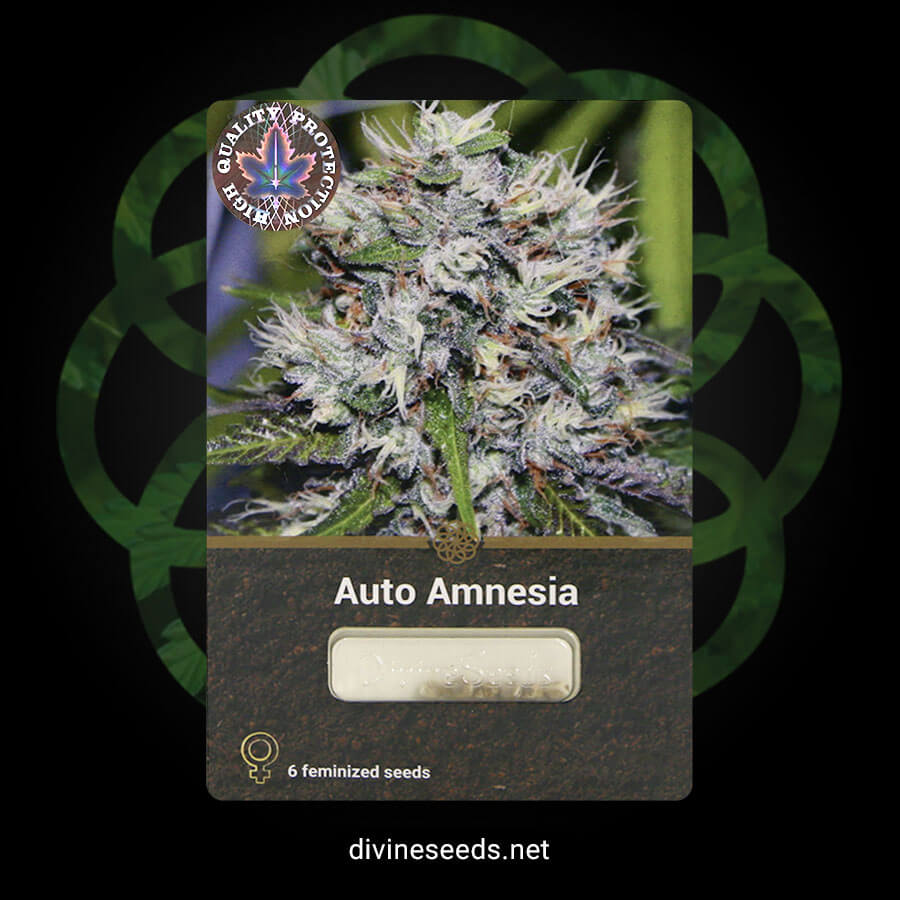 Divine Seeds Auto Amnesia original package