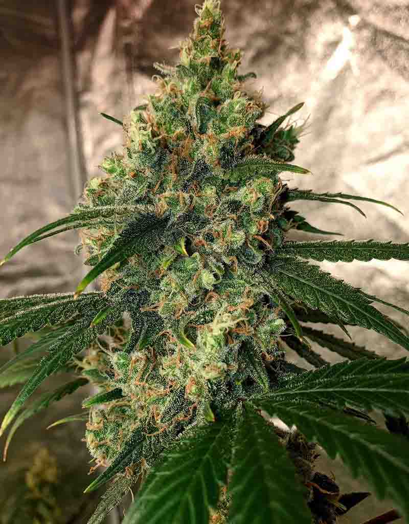Auto Fractal Feminised plant by Divine Seeds