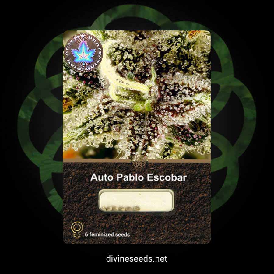 Divine Seeds Auto Pablo Escobar original package