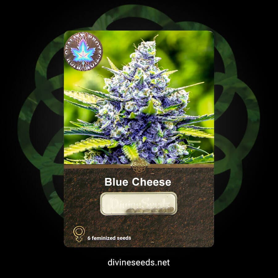 Blue Cheese Divine Seeds original package