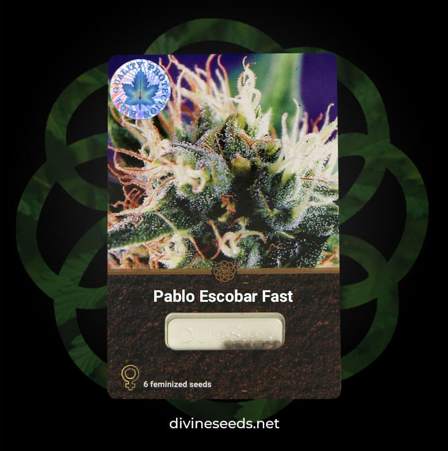 Pablo Escobar Fast original package by Divine Seeds