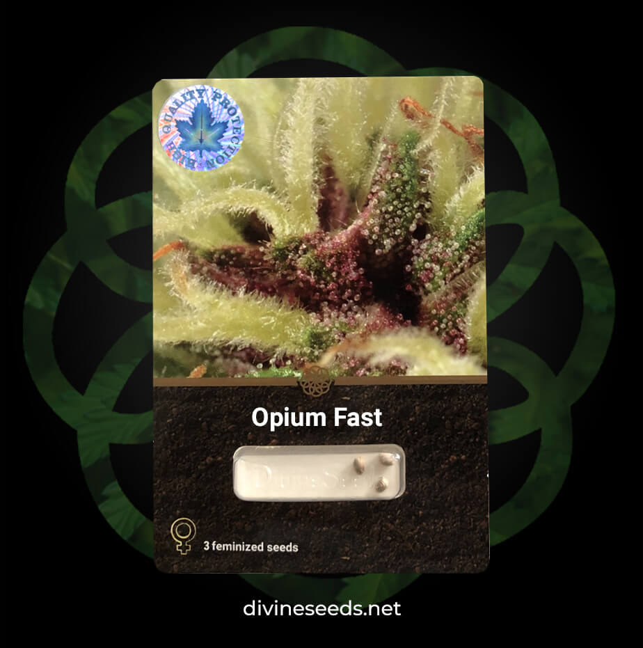 Opium Fast original package by Divine Seeds