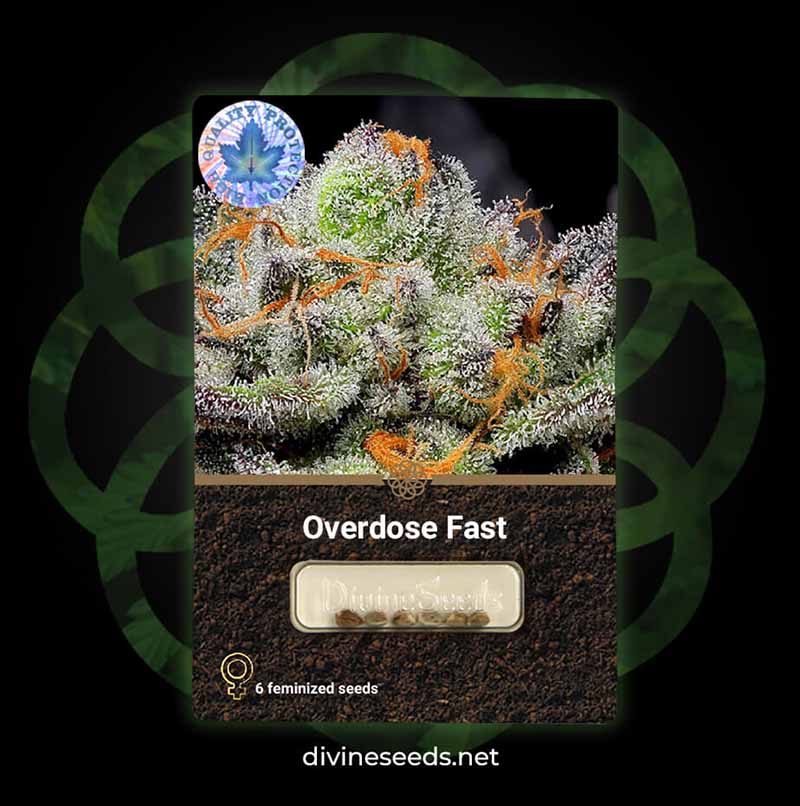 Cannabis seeds Overdose Fast original package