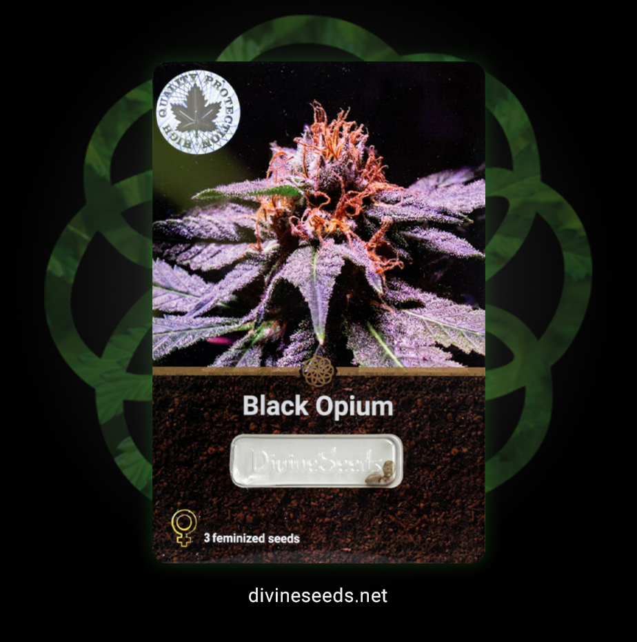 Black Opium Feminised (c)