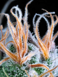 Auto John Weed cannabis by Divine Seeds